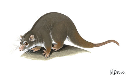 Diprotodontia