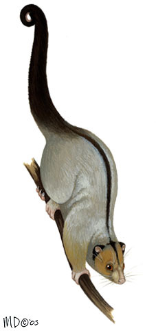 Pseudochirulus