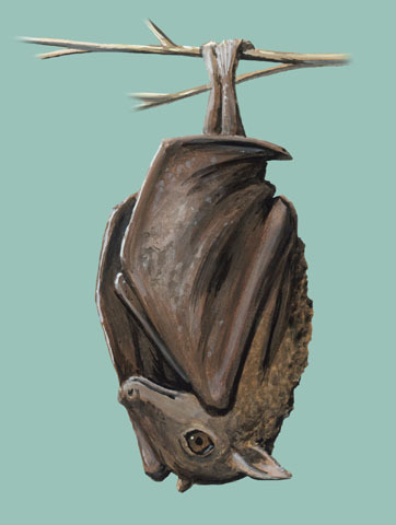 Macroglossus sobrinus
