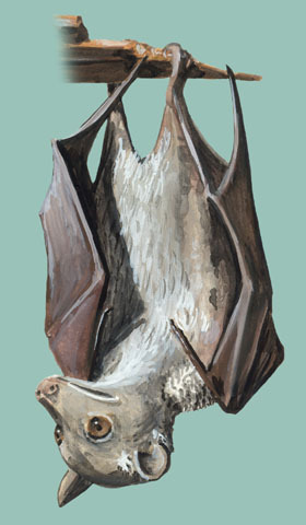 Vertebrata