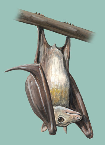 Chiroptera