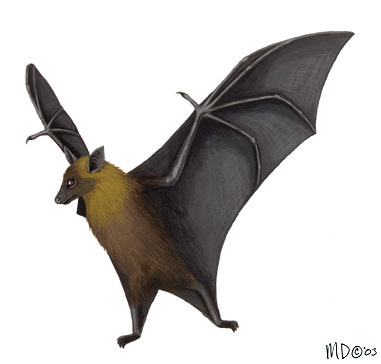 Pteropus_giganteus