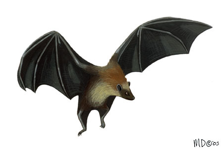 Pteropus_hypomelanous