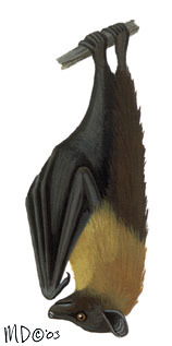 Pteropus