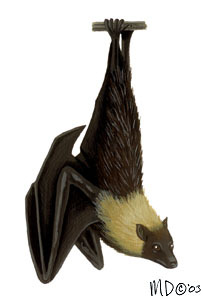 Pteropus_mariannus