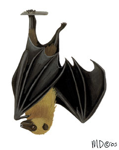 Chiroptera