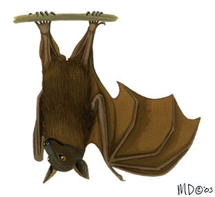 Chiroptera