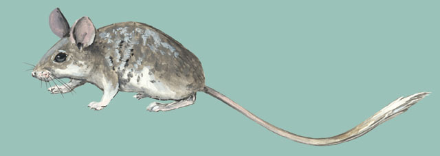 Calomyscus_bailwardi