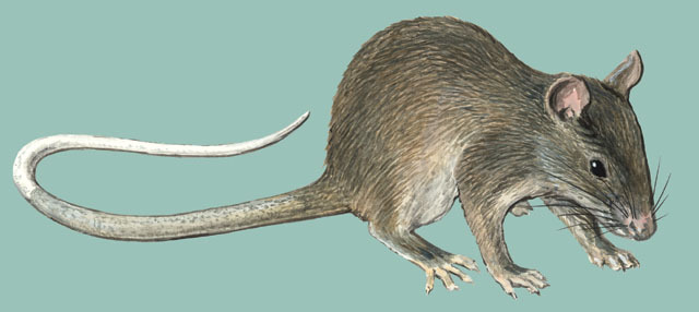 Tetrapoda