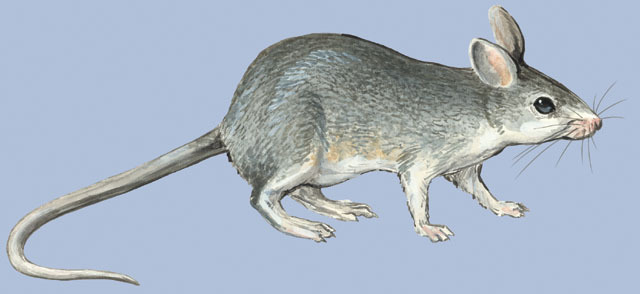 Rodentia