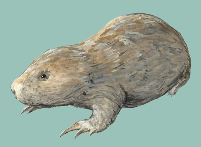 Myospalax