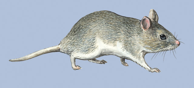 Rodentia