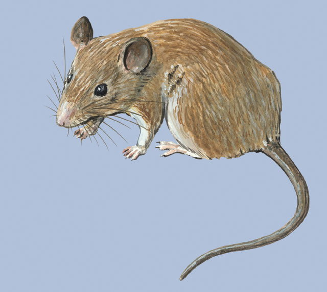 Petromyscinae