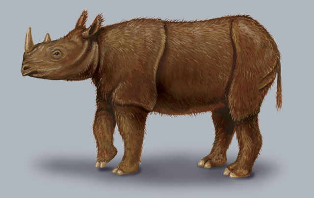 Rhinocerotidae