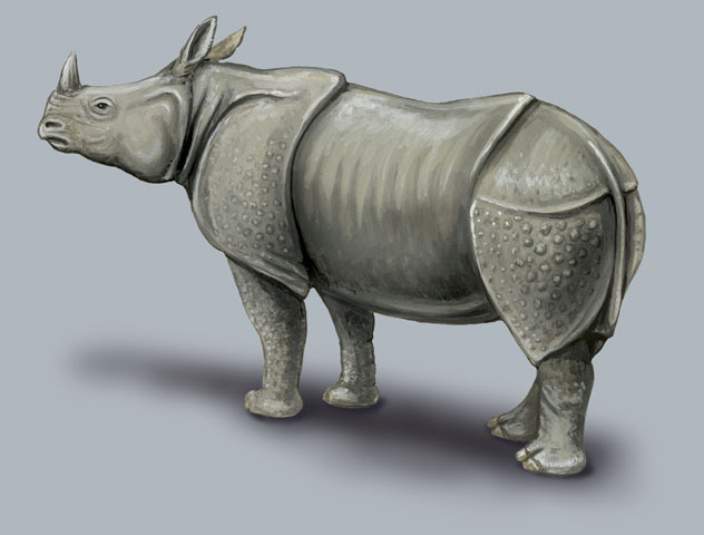 Rhinocerotidae