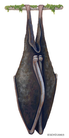 Craniata