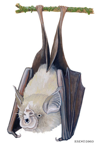 Rhinolophus_denti