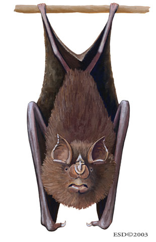 Rhinolophidae