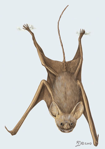 Rhinopomatidae