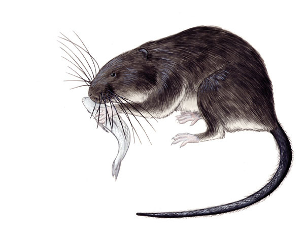 Rodentia