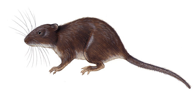 Vertebrata