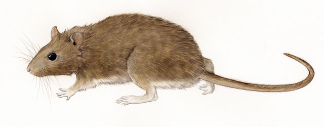 Vertebrata