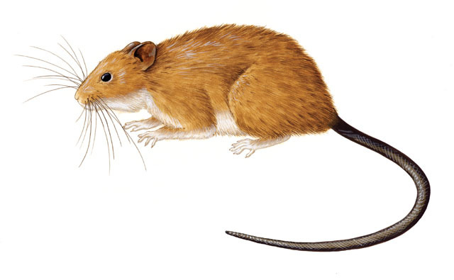 Phaenomys_ferrugineus