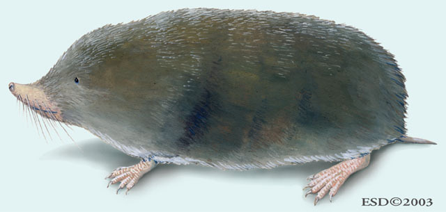 Eumetazoa