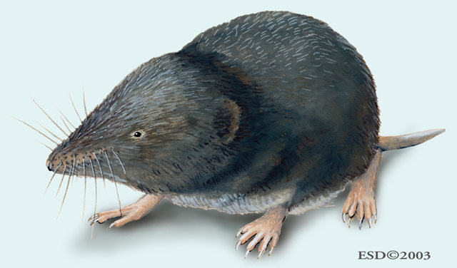 Vertebrata