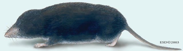 Deuterostomia