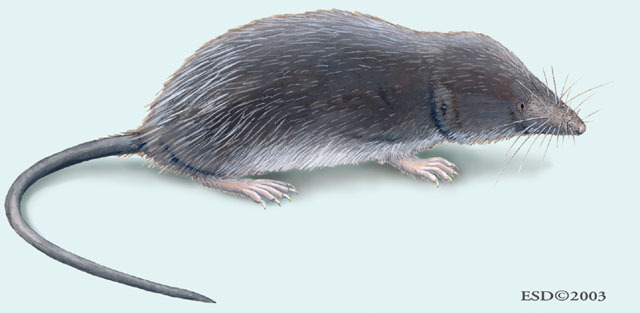 Synapsida