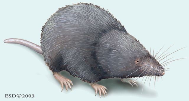 Cryptotis_meridensis