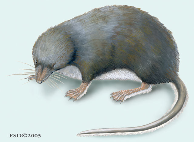 Vertebrata