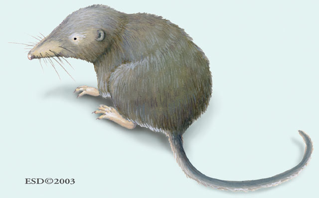 Deuterostomia