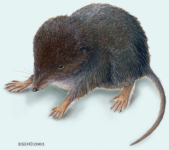 Sorex_palustris