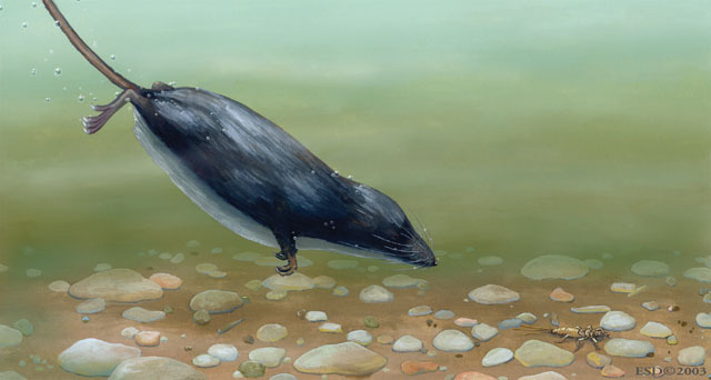 Vertebrata