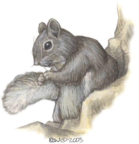 Sciurus_arizonensis