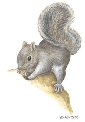 Sciurus