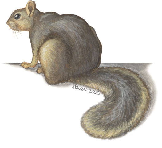 Sciurus