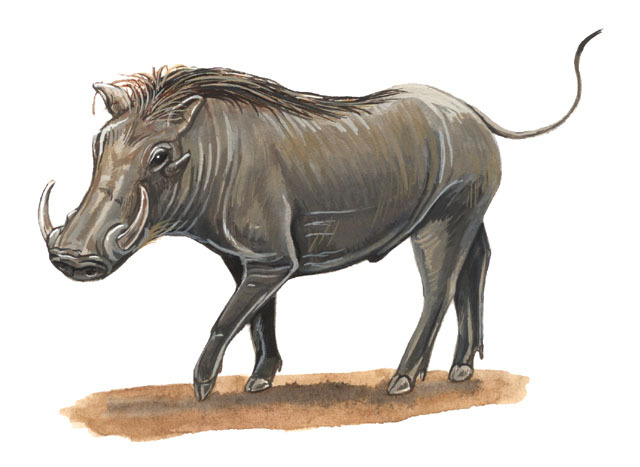 Artiodactyla