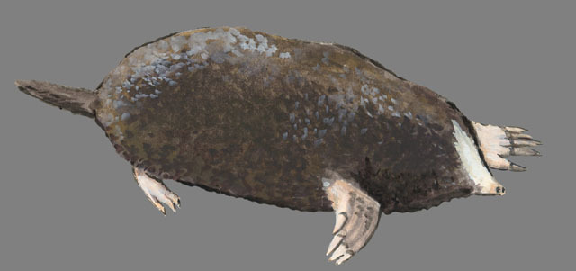 Deuterostomia