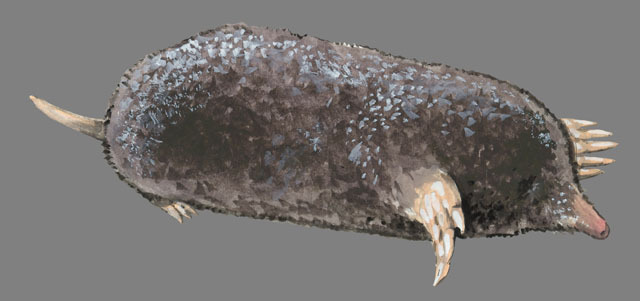 Tetrapoda