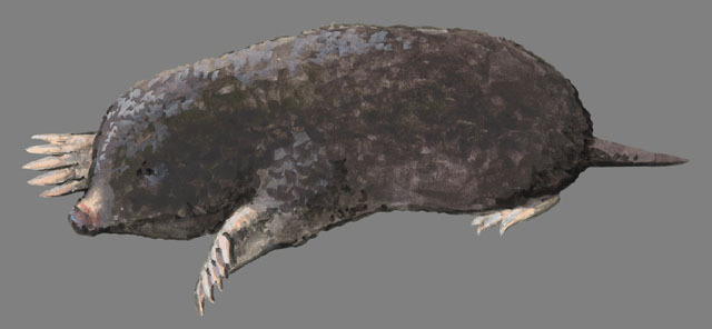 Eumetazoa