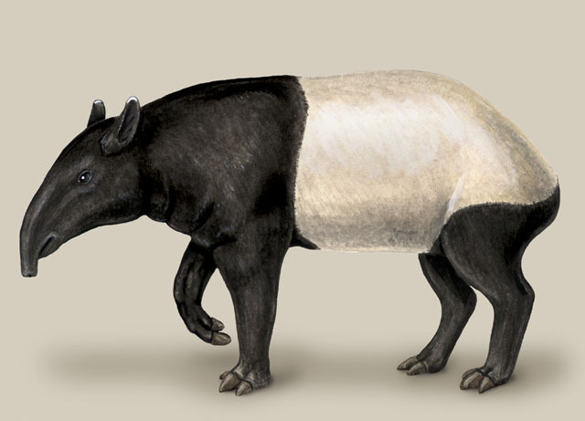 Tapirus