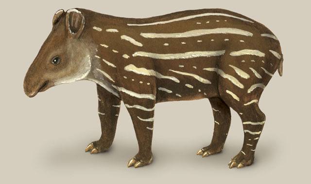 Tapirus