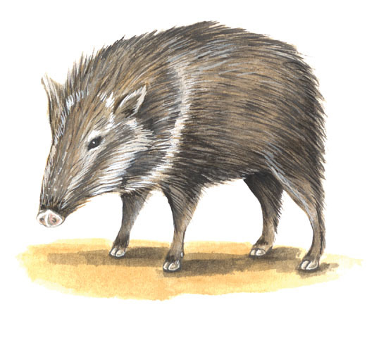 Artiodactyla