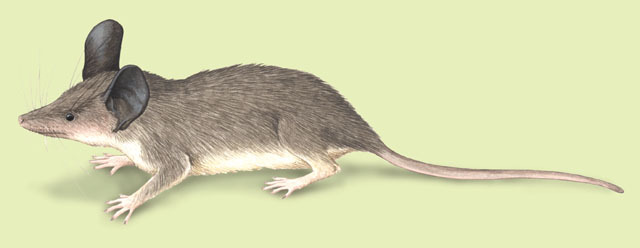 Tetrapoda