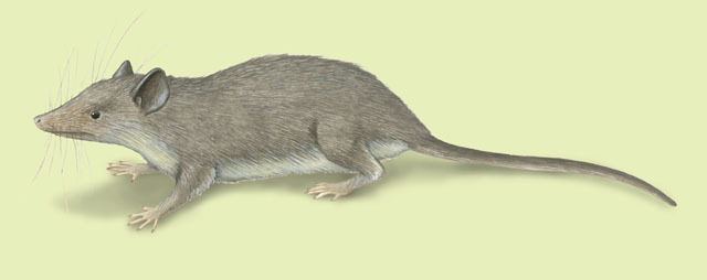 Vertebrata