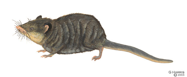 Vertebrata