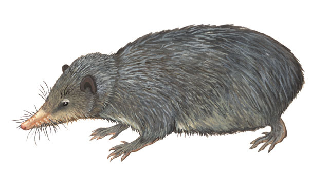 Deuterostomia